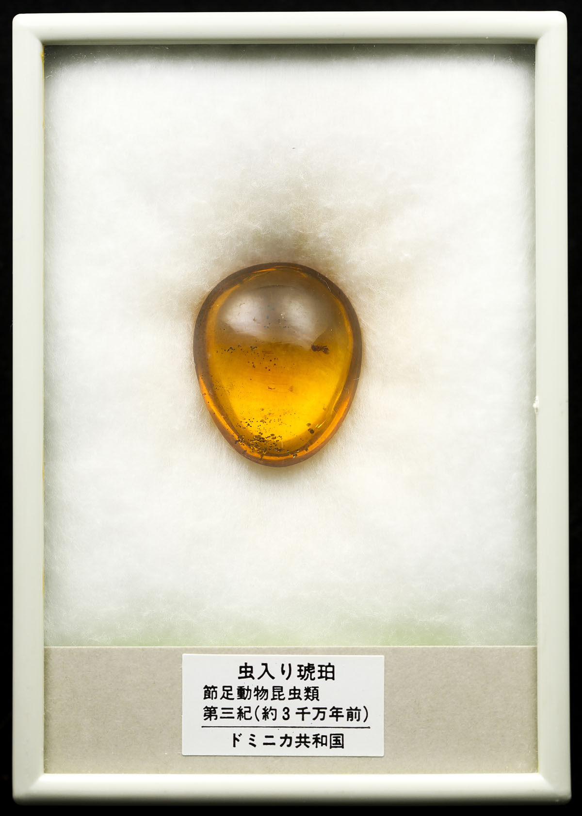 钱币博物馆| Ornament 置物虫入り琥珀Amber Insects 第三紀(約3000万年 